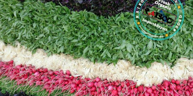 صادرات سبزی