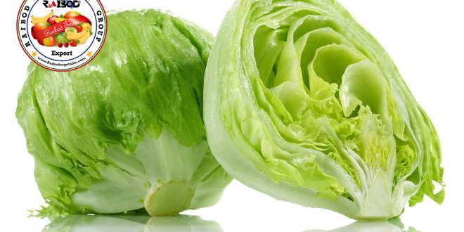 صادرات کاهو آیس برگ