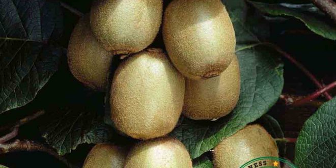 صادرات کیوی خشک شده