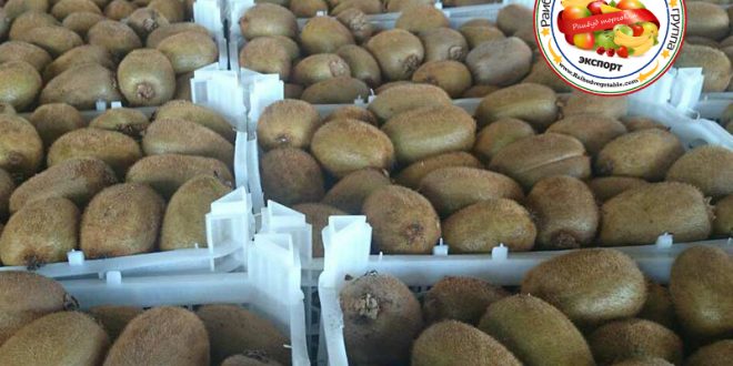 قیمت کیوی صادراتی