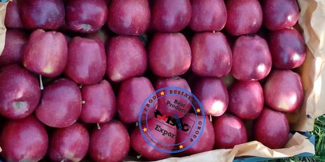صادرات سیب قرمز لوکس
