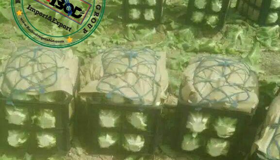 صادرات کاهو صیفی جات