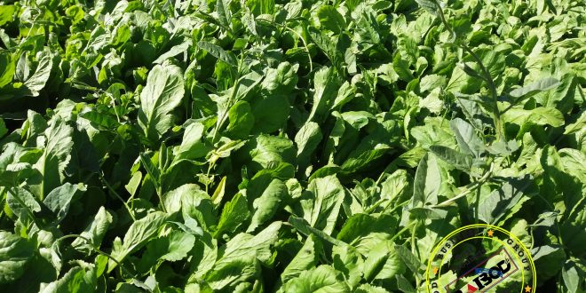 صادرات سبزی تازه