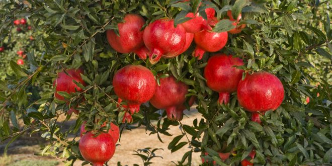 صادرات انار