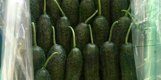 صادرات خیار خاردار