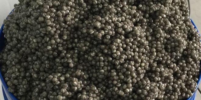 صادرات خاویار پرورشی اصل در ایران