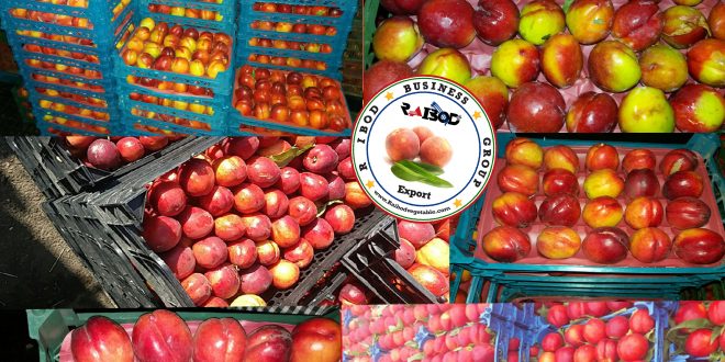 صادرات مواد غذایی
