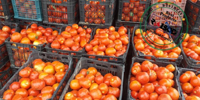 صادرات گوجه فرنگی باکیفیت