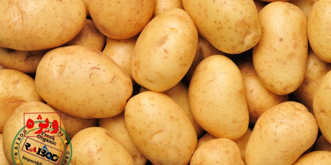 صادرات سیب زمینی آستارا