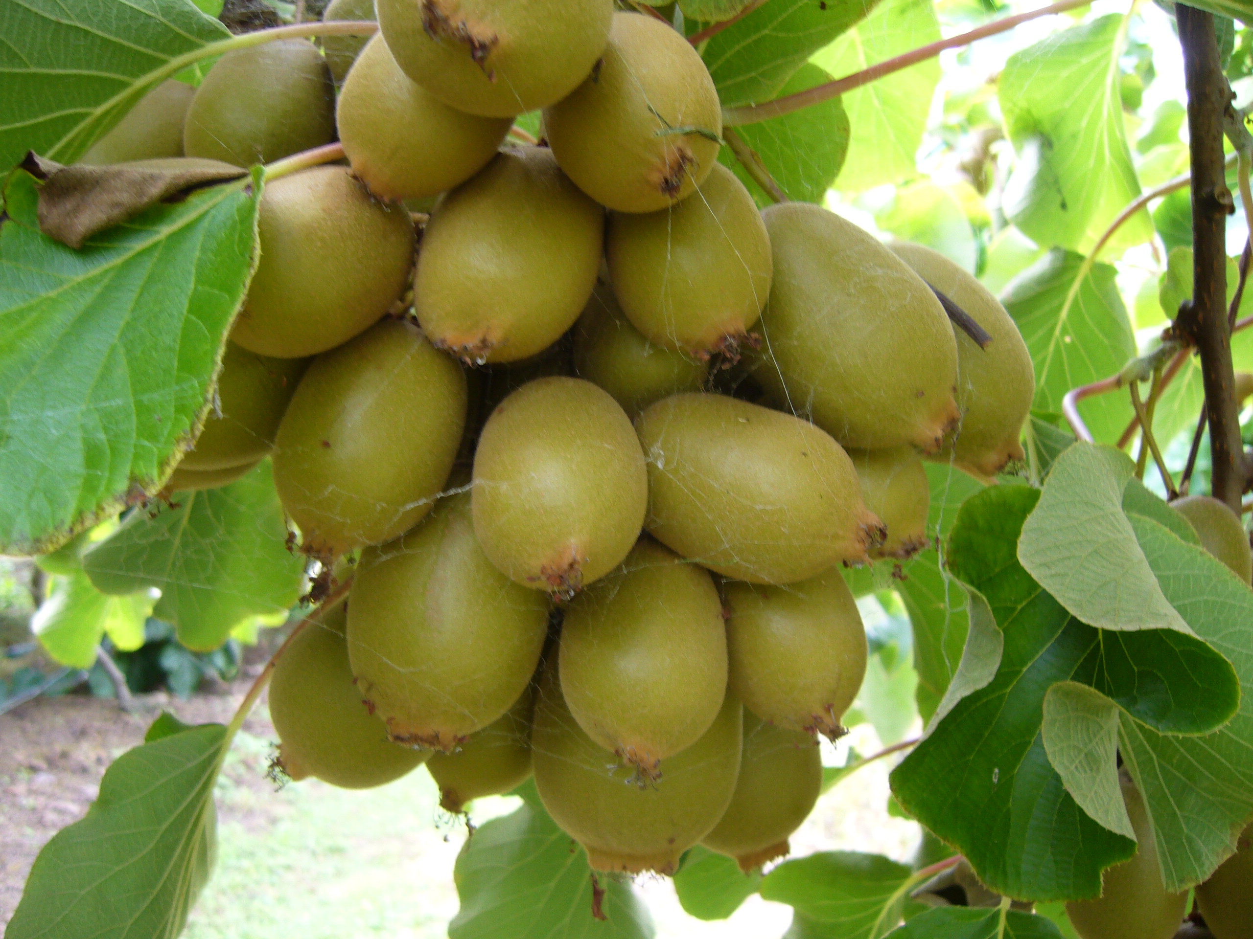صادرات کیوی