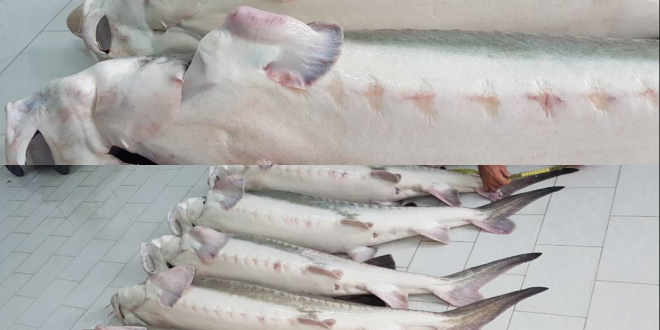صادرات گوشت اوزون برون