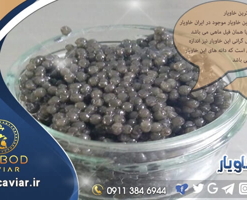 سایت خرید انواع خاویار بلوگا