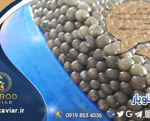 فروش خاویار صادراتی بلوگا